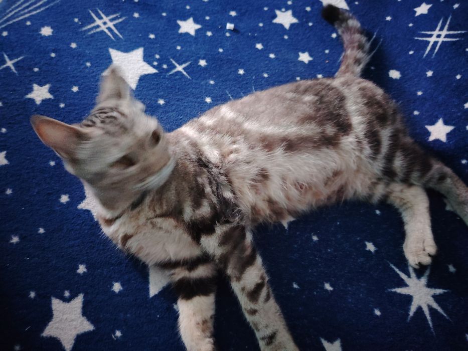 Продам бенгальских котят