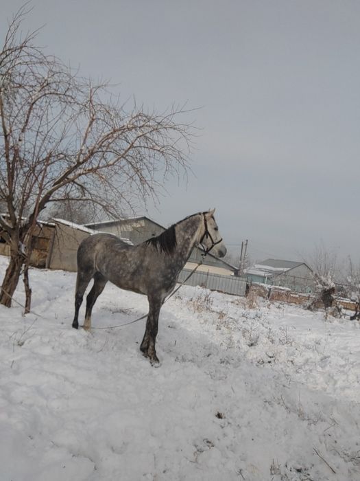 6 лет аигвр дорога