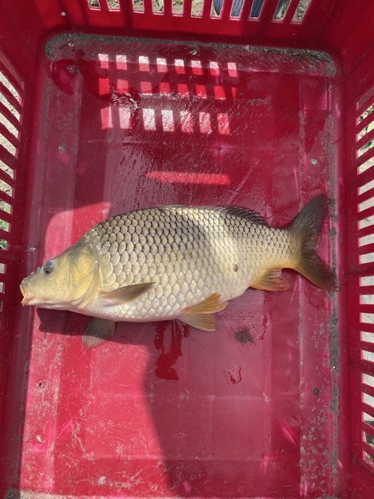 Шаран и толстолоб за консумация и зарибител!