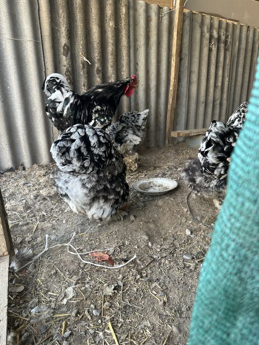 мрамор брама тухумлари