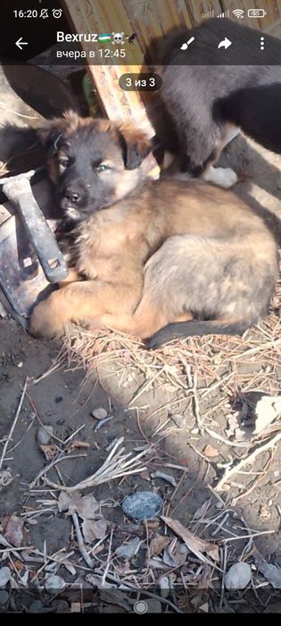 Прадаётся питбуль