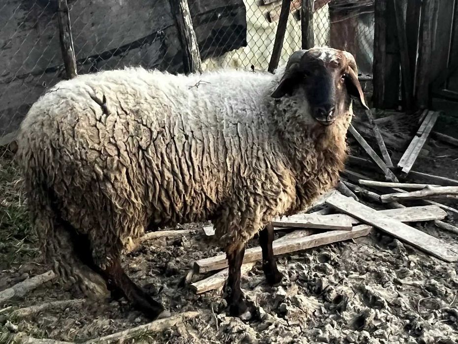 Vand berbec si mielute carabase de prasila