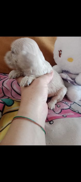 Продается щенок английский кокер спаниэль