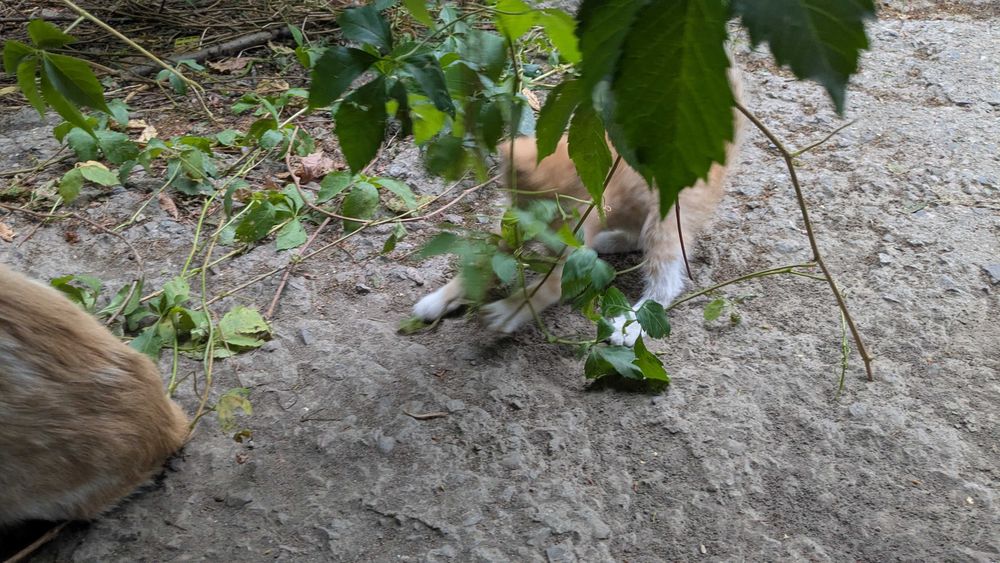 Котята редчайшей экспериментальной породы