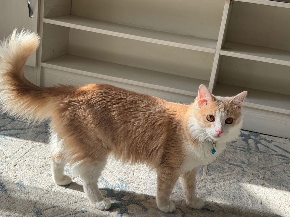 Отдам кота в добрые руки!