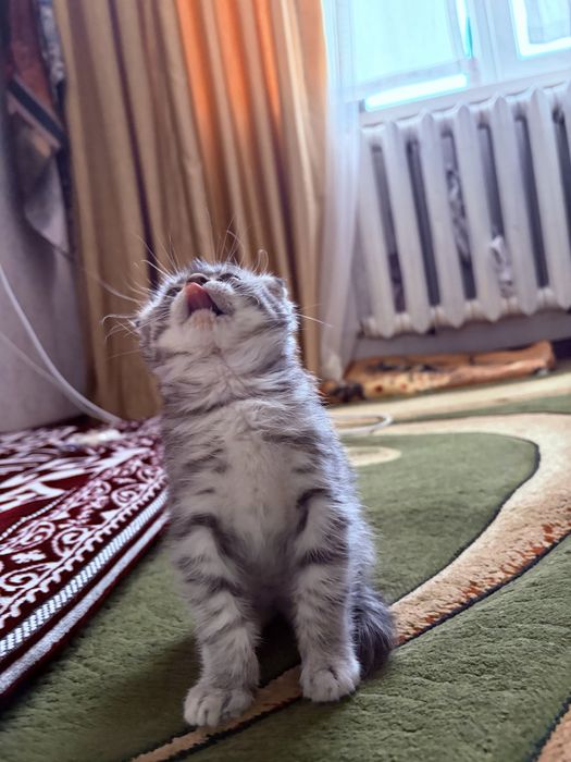 Срочно!Шотландский вислоухий котёнок, 1.5 месяца, мальчик