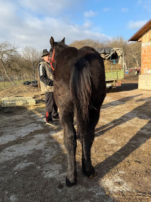 Vând Manza de 6 luni