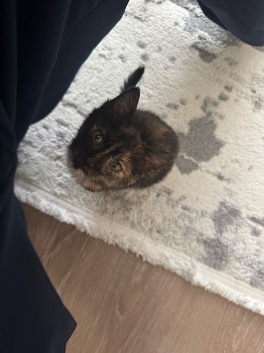 Отдаю котенка в добрые руки!