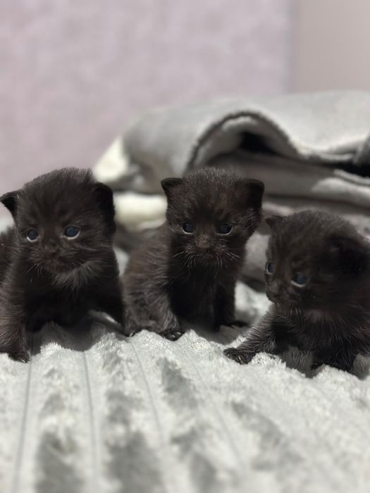 Отдам котят в добрые руки