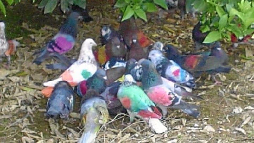 Боя за Гълъби боядисване на гълъби за състезание