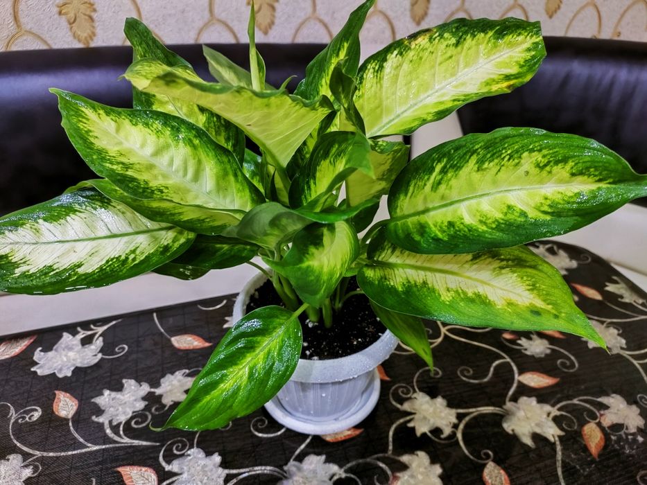 Подарки для женщин!!! Доставка