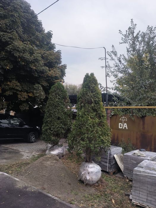 Продаются туи смарагд 3м