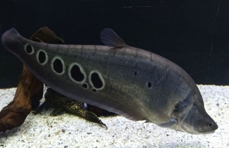 Продавам Читала (Риба нож)