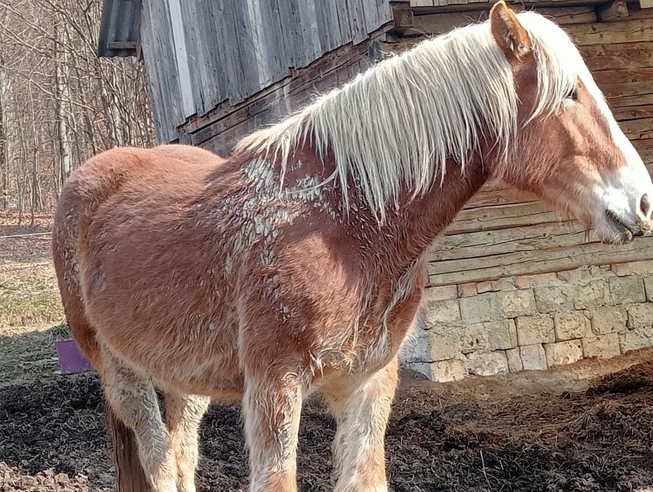 Vând Mânza de 3 ani!! S-au schimb cu oii