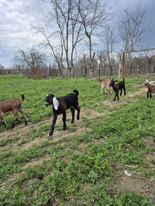 Iezi masculi Anglo Nubian