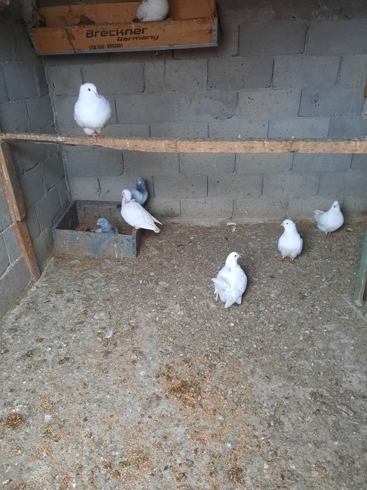 Vând porumbei găinar