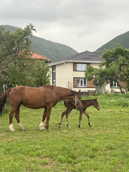 Продается кобыла с жеребенком