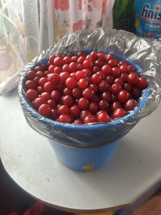 Продам домашнюю вишню