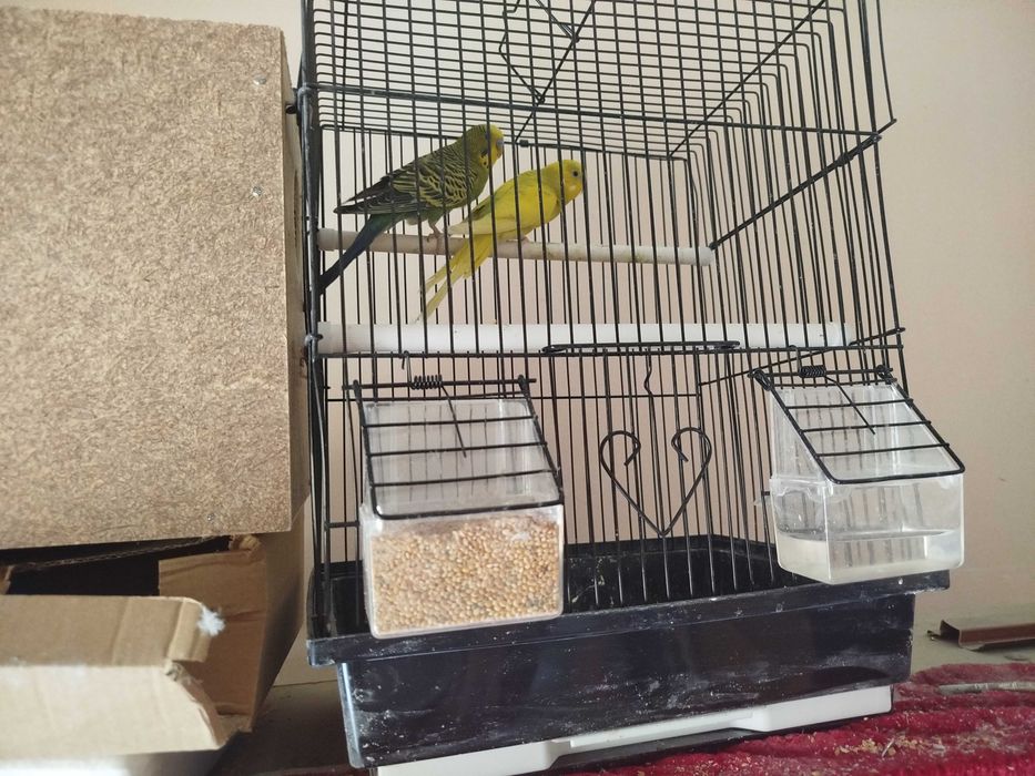 Попугай сотилади