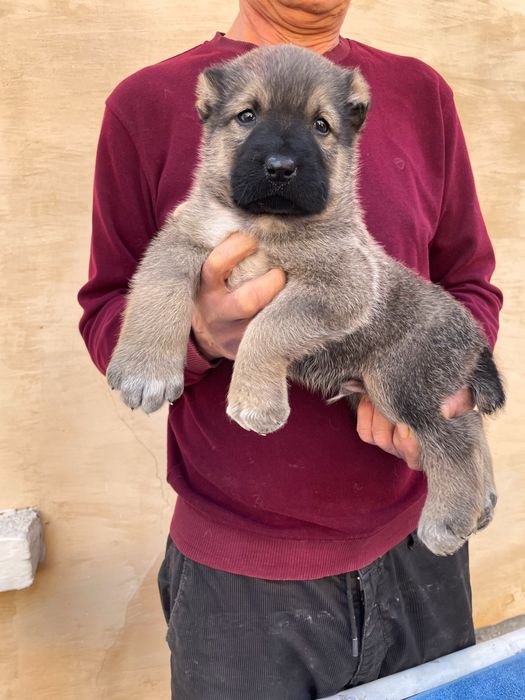 Щенок Турецкого Кангала ( чистокровный )