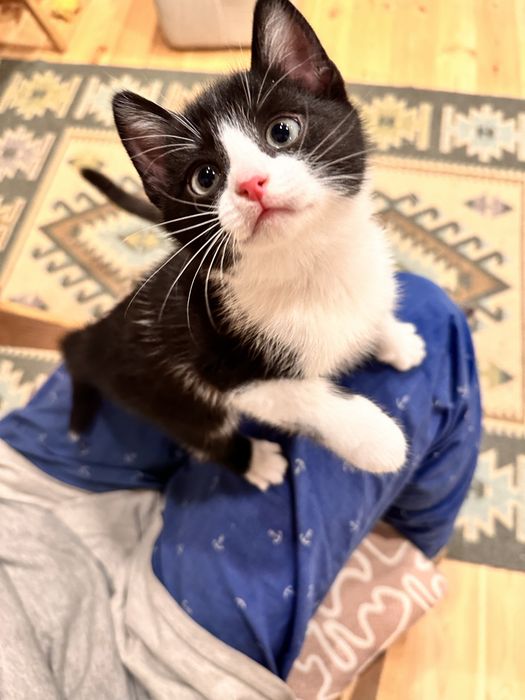 Котята мальчики черно-белые