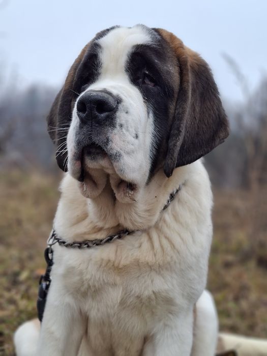 Femela de Saint Bernard cu Pedigree