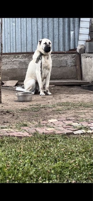 Щенок турецкого кангала