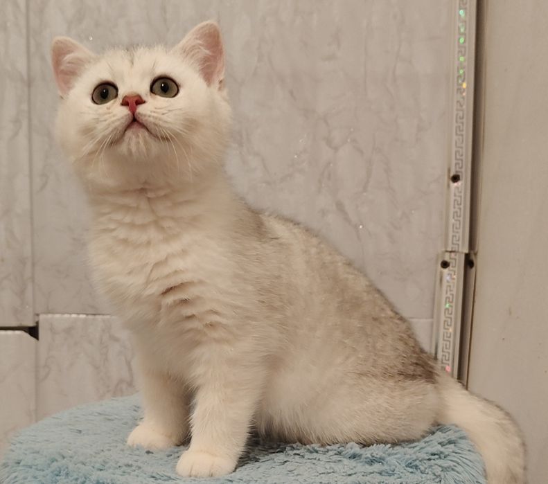 Алматы котята Раскошная шиншилла игривая