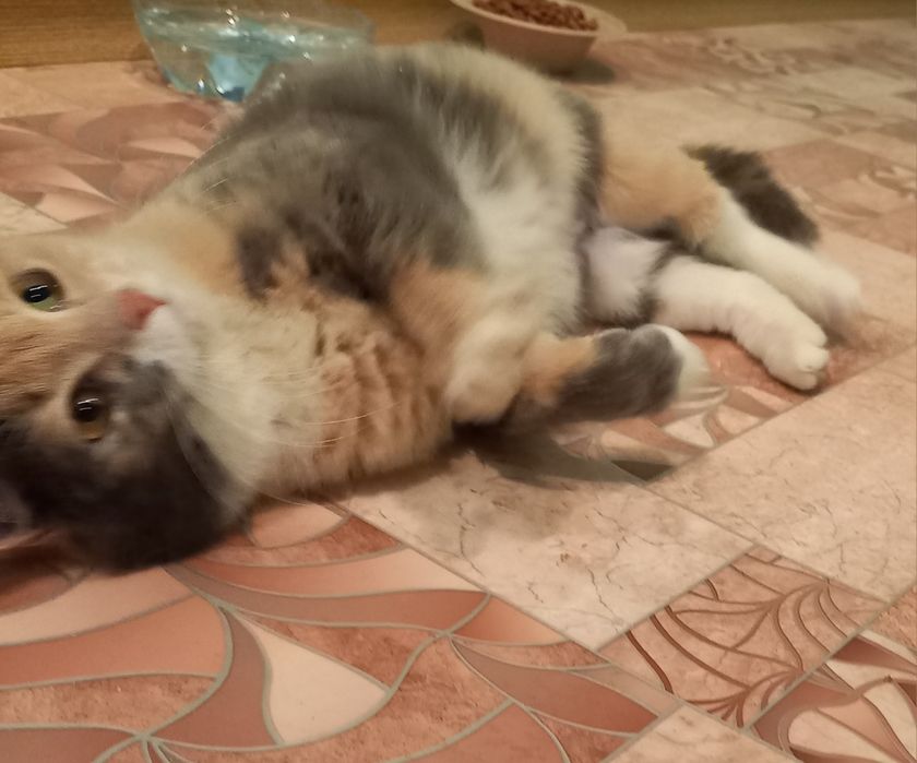 Кошка стерилизованая трех цветная