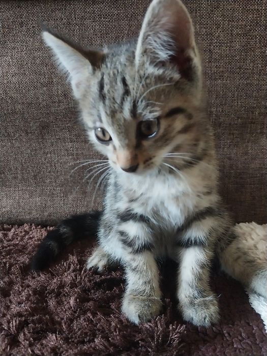 2 oylik mushukchalar sotiladi.    Продаются котенки 2 месячные.