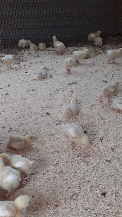 Бройлер кобб 500 сатылады