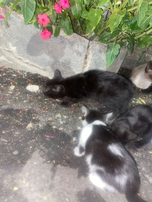 Отдам котят в добрые руки