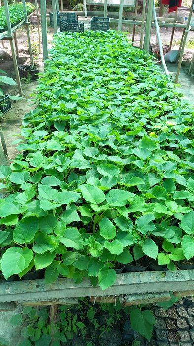 Павлония дунёда энг тез усувчи дарахт