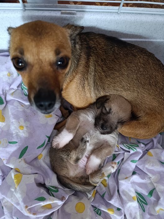 Продаётся собака той терьер!