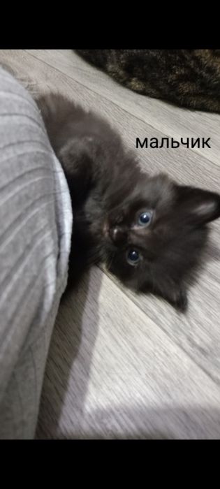 Отдам котят бесплатно