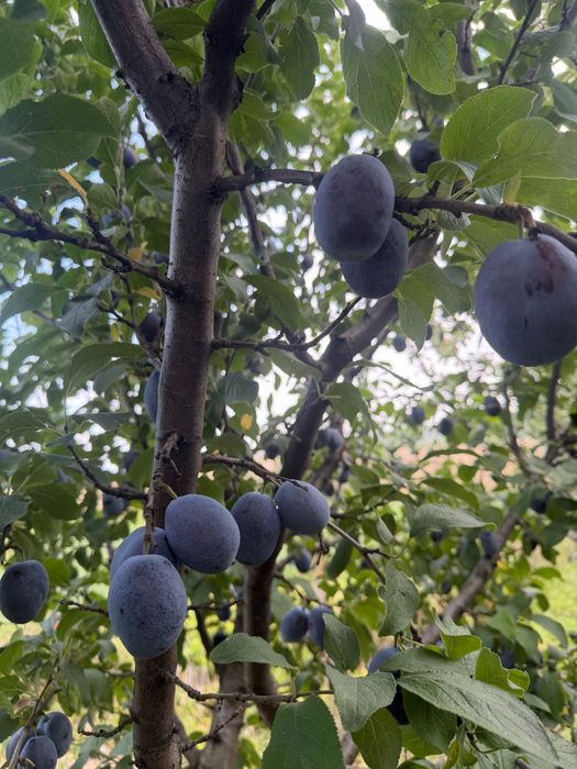 Prune pentru consum