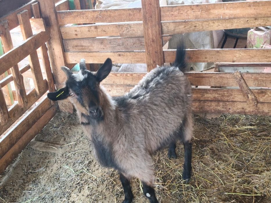 Алпий шыбыш сатылады