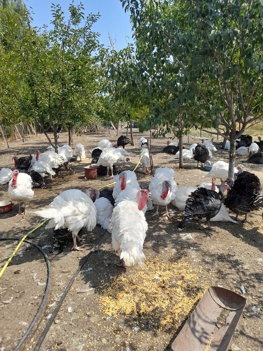 Vand curci si curcani