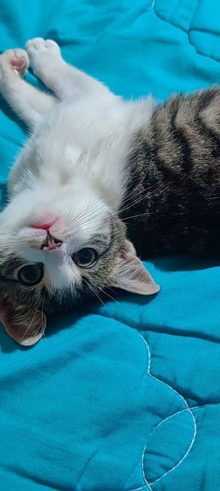 Donez 2 puiuți de pisică