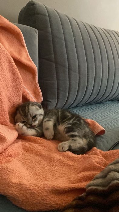 Вислоухие шотландцы