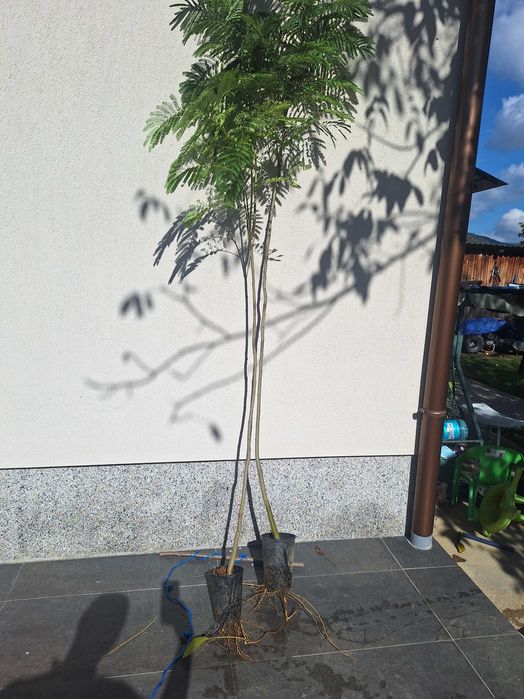 Puiet arbore de matase parfumat in ghiveci.ALBITIA