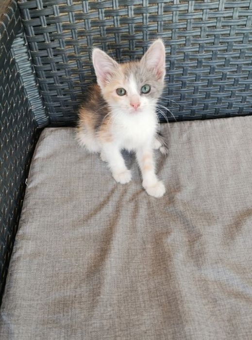 Spre adopție  pisici