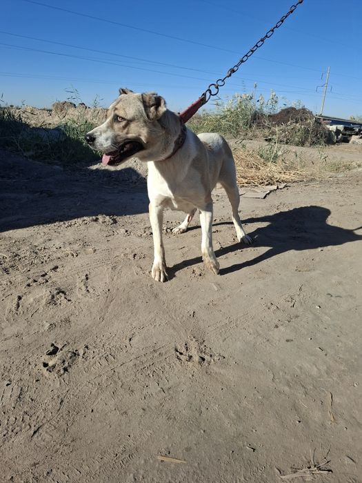 Продаётся самка  дочь чемпиона хорезма тарзана