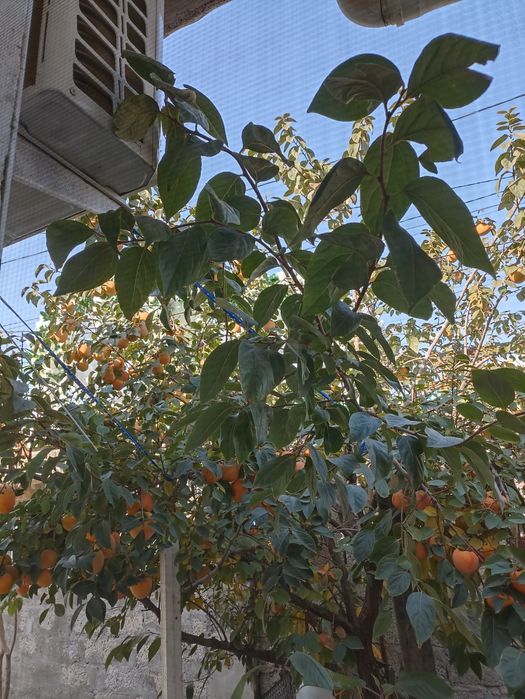 Продам дом .Мухтара Ашрафи