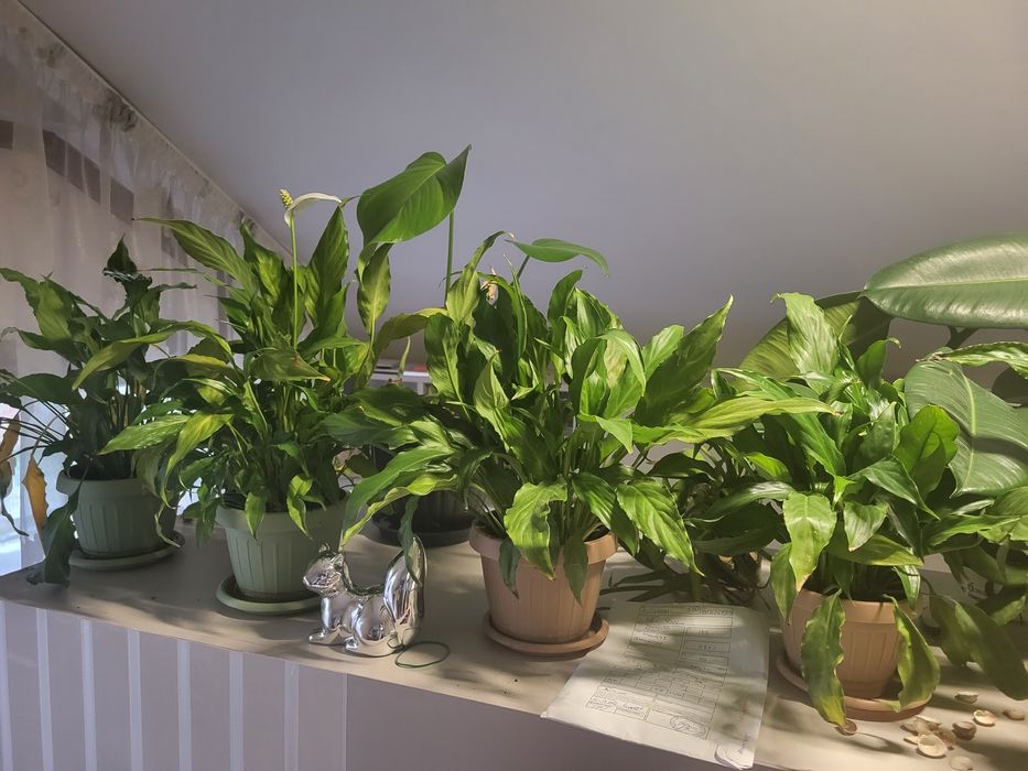 Vând flori ornamentale DE LA  70 lei