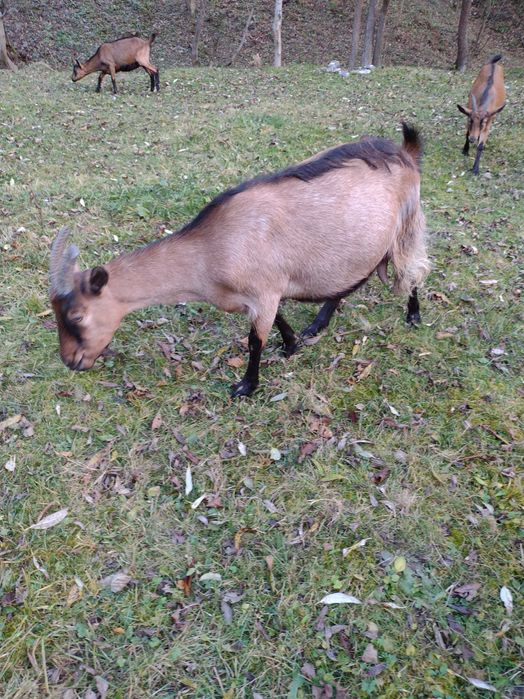 Vând capră alpină franceză gestantă