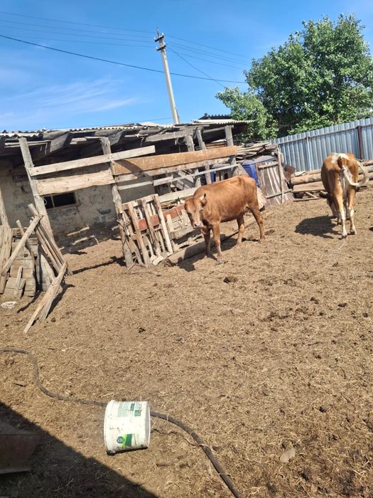 Продам коров молодые с телятами