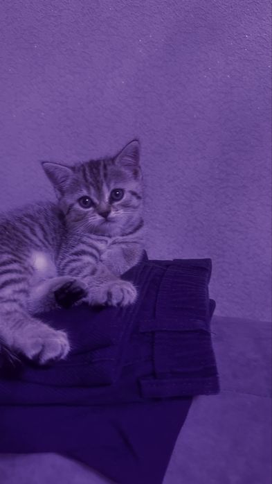 Продам британскую кошечку