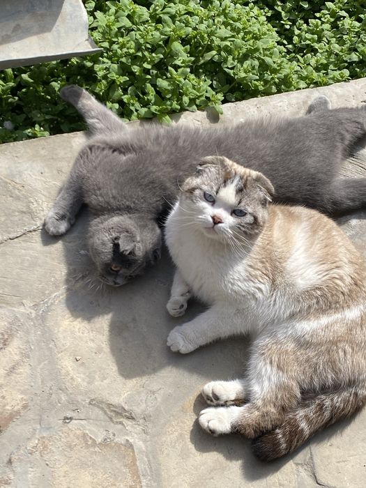 Scottish Fold (oq)