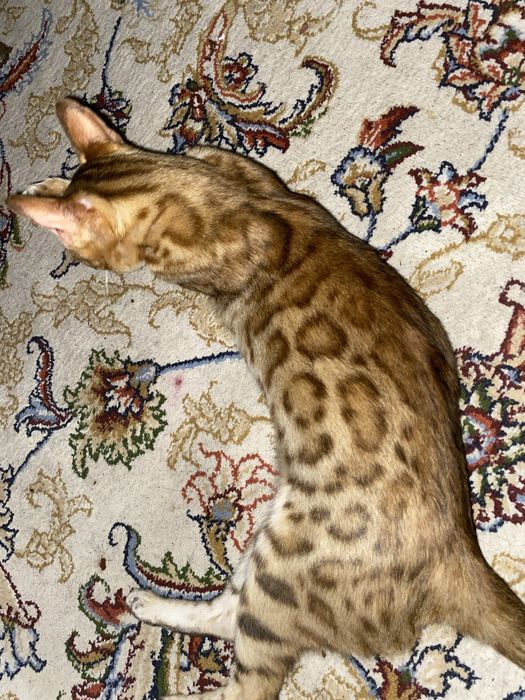 Bengal Leopard ayol